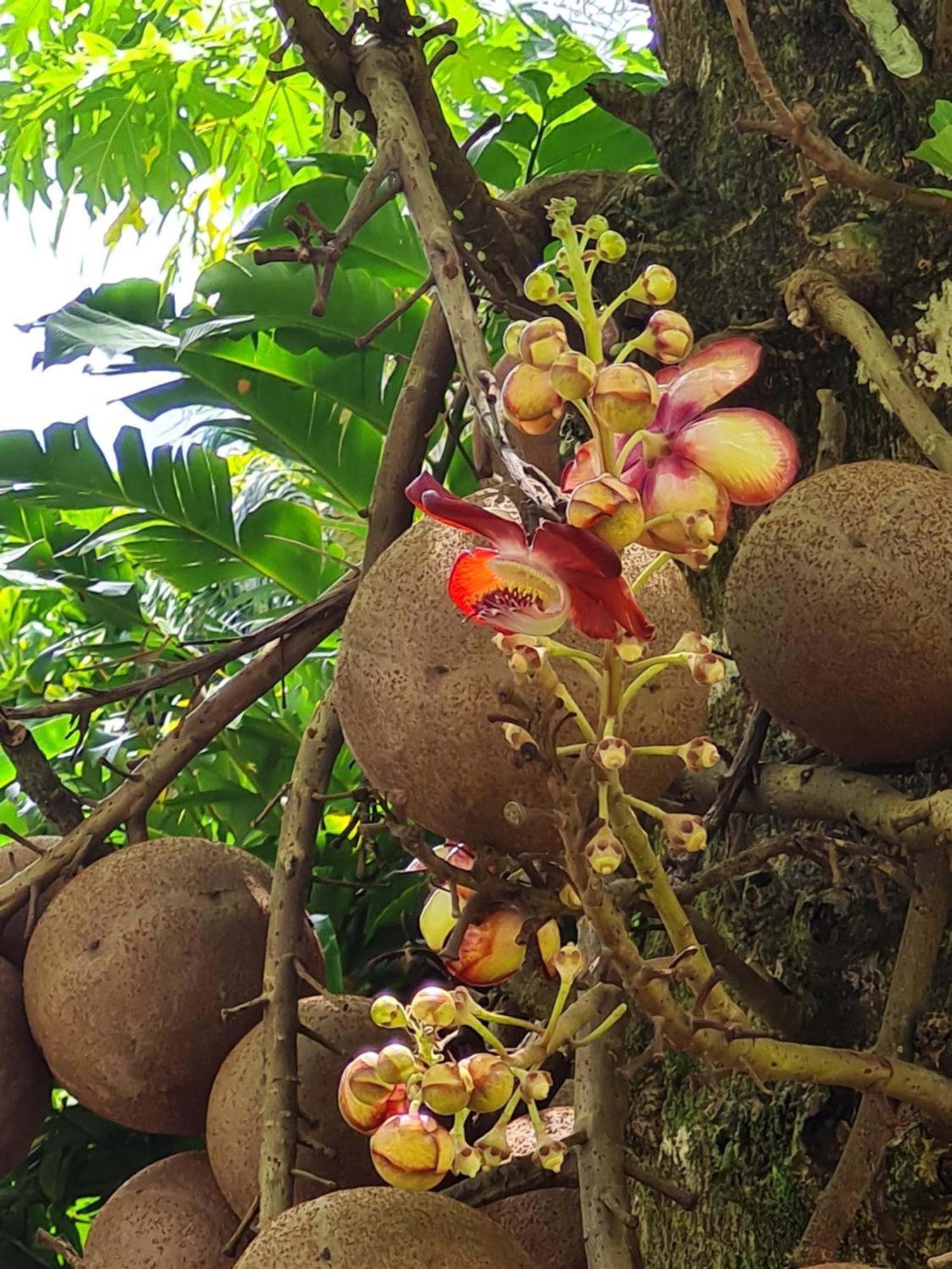 Les Gîtes Kajou Bouillante Extérieur photo